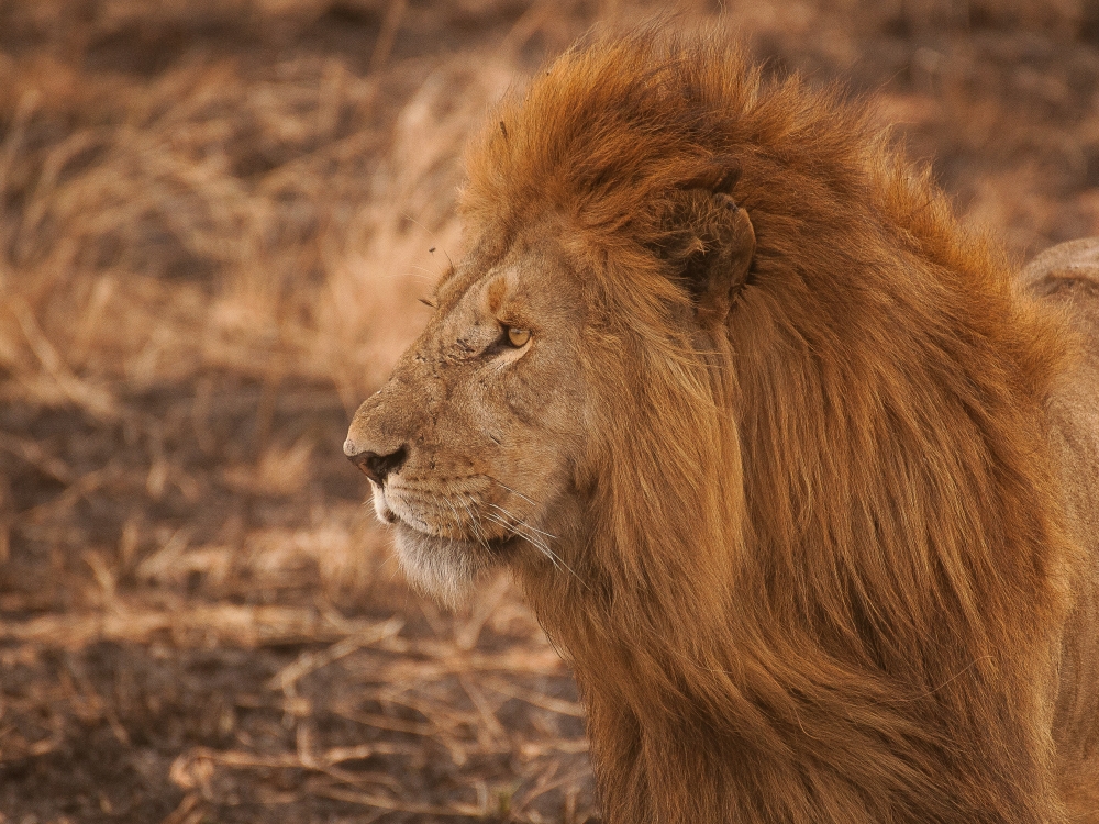 Tanzania Experience: dalla savana all’oceano di Zanzibar