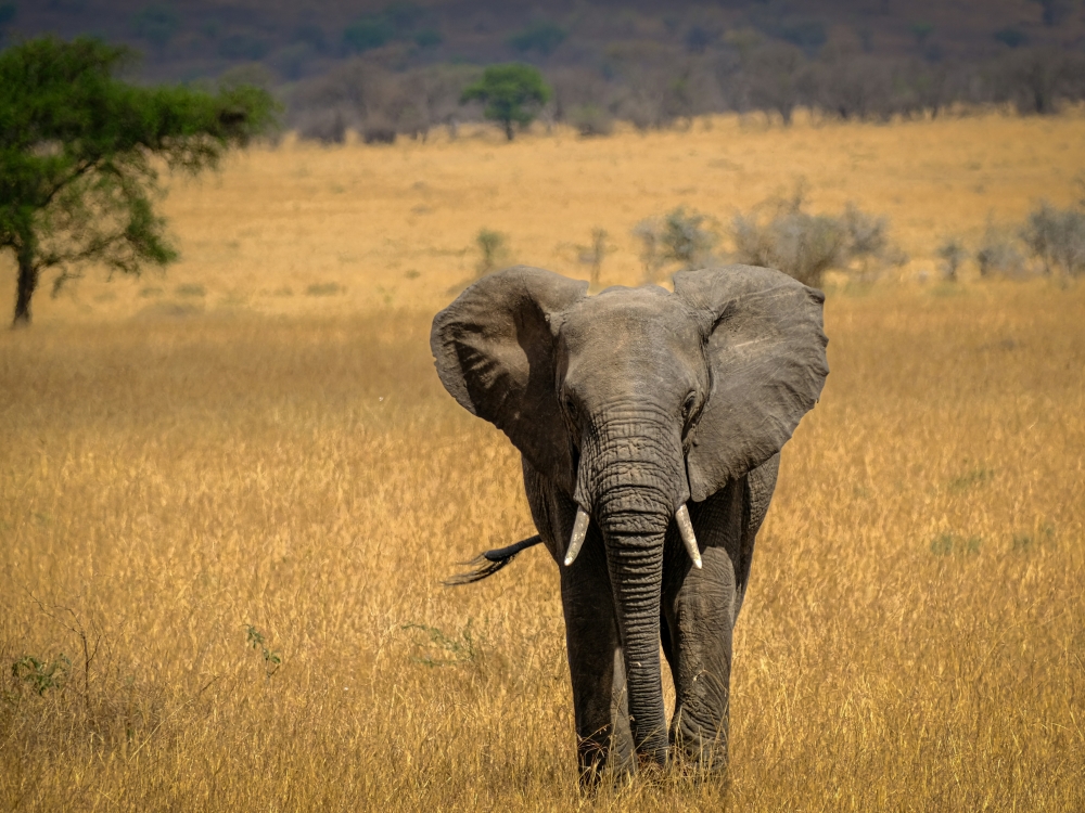 Tanzania Experience: dalla savana all’oceano di Zanzibar