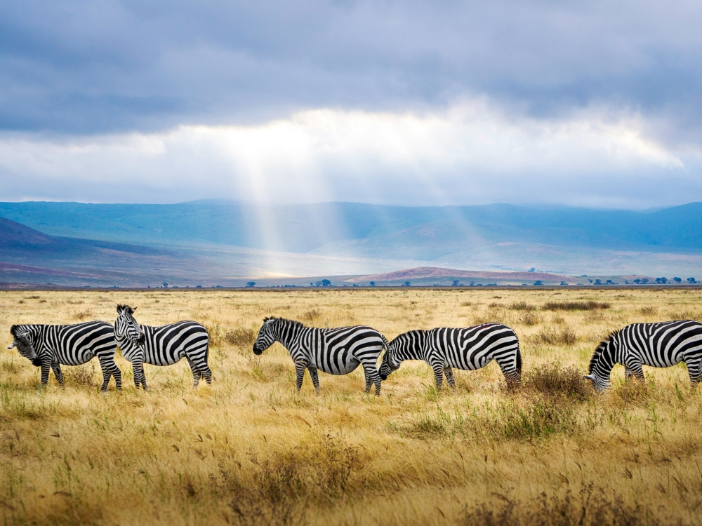 Tanzania Experience: dalla savana all’oceano di Zanzibar