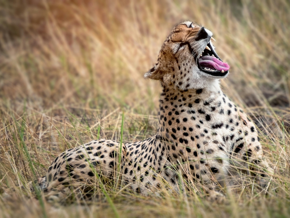 Tanzania Experience: dalla savana all’oceano di Zanzibar