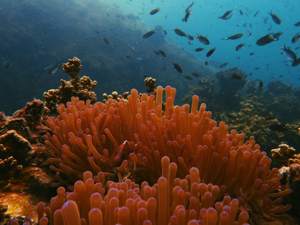 Thailandia: Bangkok e Koh Tao - diving & discovery