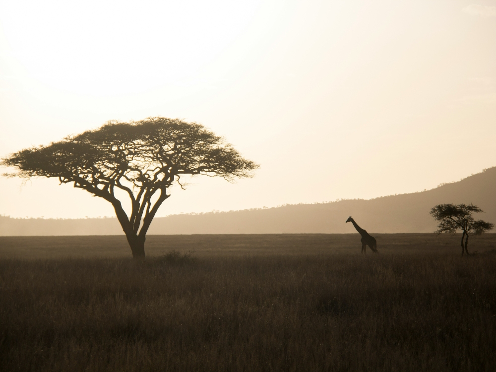 Tanzania Experience: dalla savana all’oceano di Zanzibar