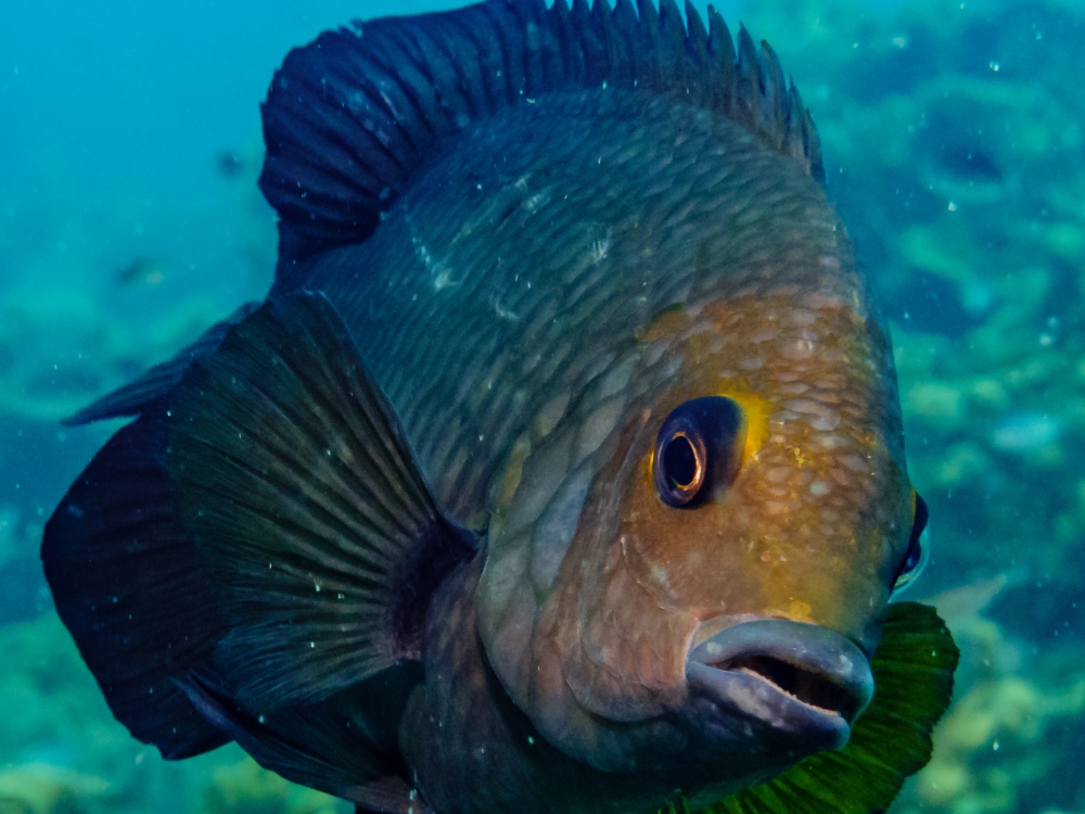 Thailandia: Bangkok e Koh Tao - diving & discovery