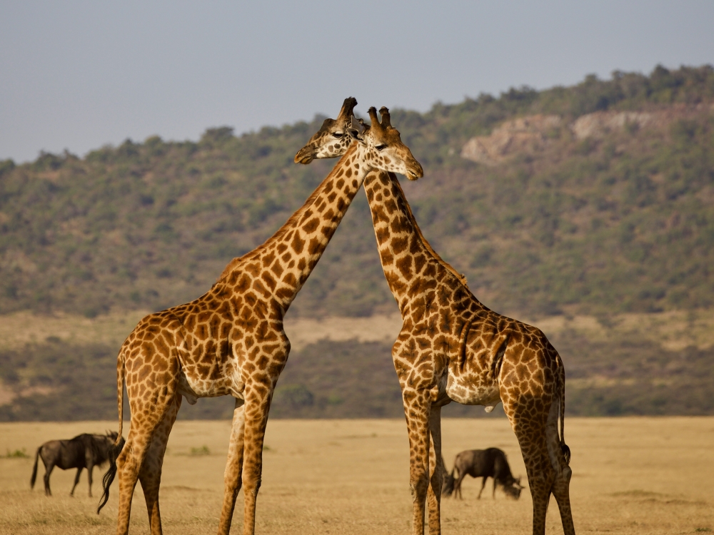 Tanzania Experience: dalla savana all’oceano di Zanzibar