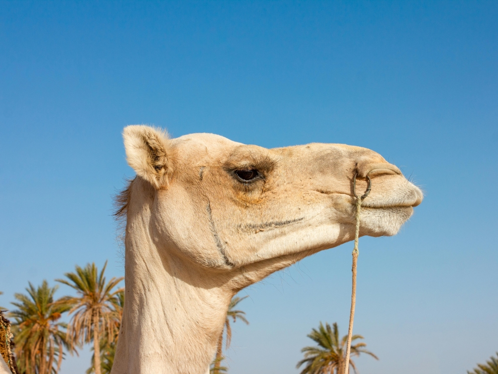 Tunisia Grand Tour: dalle rovine romane al deserto