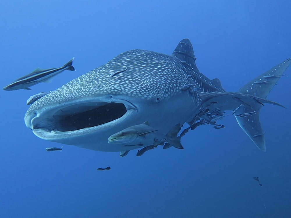 Thailandia: Bangkok e Koh Tao - diving & discovery