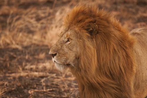 Tanzania Experience: dalla savana all’oceano di Zanzibar
