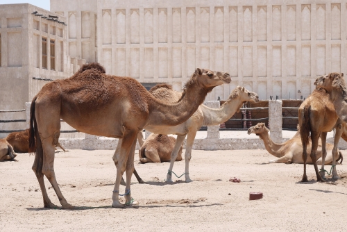 Meraviglie del Golfo Arabico: Qatar, Emirati e Oman