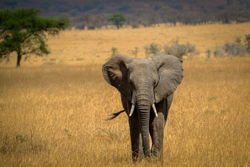 Tanzania Experience: dalla savana all’oceano di Zanzibar