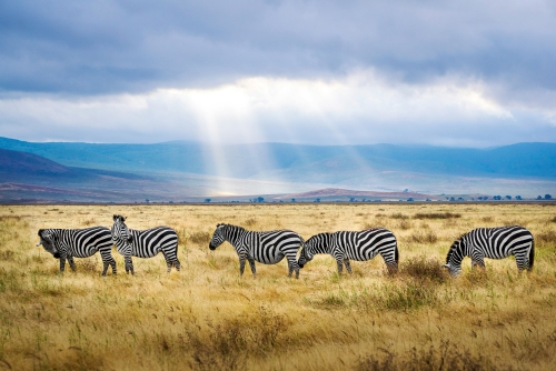 Tanzania Experience: dalla savana all’oceano di Zanzibar