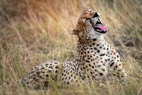 Tanzania Experience: dalla savana all’oceano di Zanzibar
