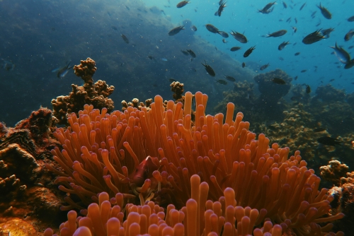 Thailandia: Bangkok e Koh Tao - diving & discovery