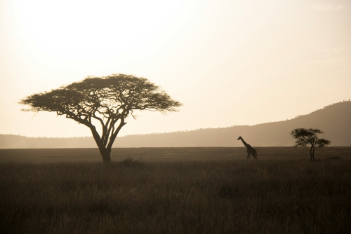 Tanzania Experience: dalla savana all’oceano di Zanzibar
