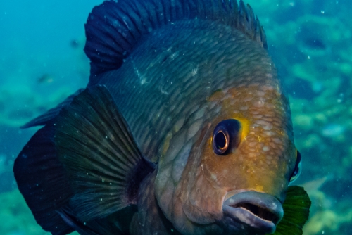 Thailandia: Bangkok e Koh Tao - diving & discovery