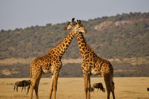 Tanzania Experience: dalla savana all’oceano di Zanzibar