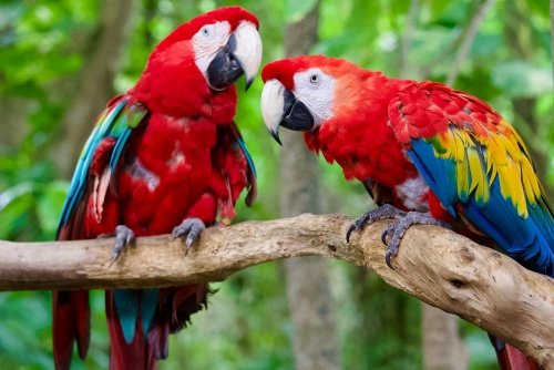 Crociera Indimenticabile nei Caraibi e Antille Tropicali