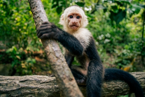 Crociera Indimenticabile nei Caraibi e Antille Tropicali