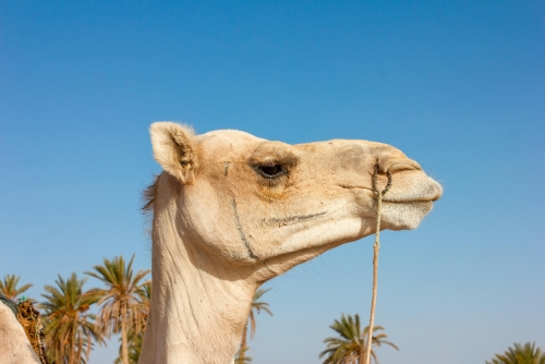 Tunisia Grand Tour: dalle rovine romane al deserto