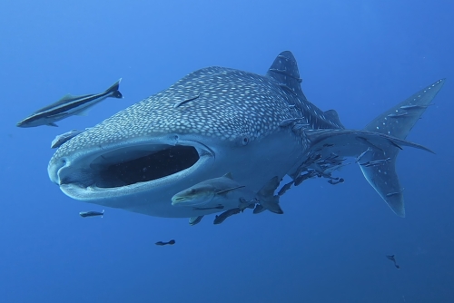 Thailandia: Bangkok e Koh Tao - diving & discovery